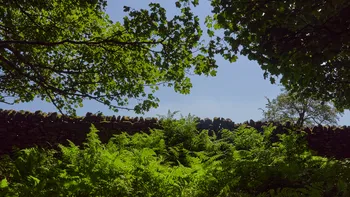 A dry stone wall framed by bushes and trees on a sunny summer day.jpg